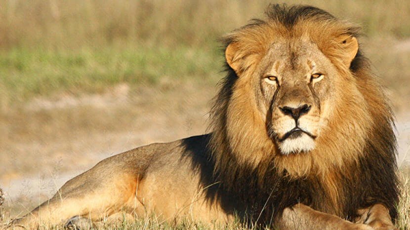 wild animals lion